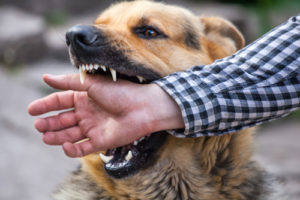Ohio Laws Regarding Dog Bite Injuries
