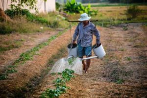 Roundup Weed Killer- Are You at Risk?