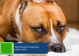 Top 5 Breeds of Dogs Most Likely to Bite