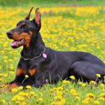 Doberman Pinschers