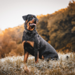 Rottweilers