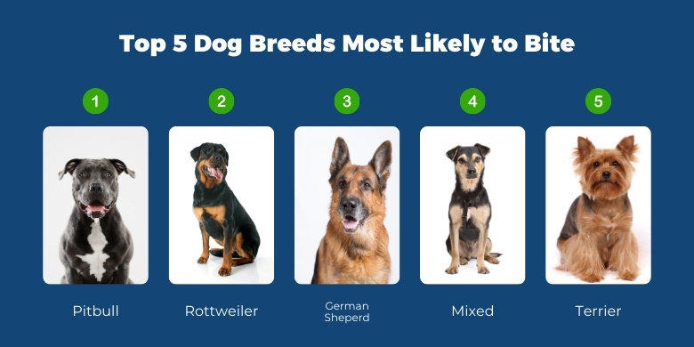 top 5 breeds most likely to bite