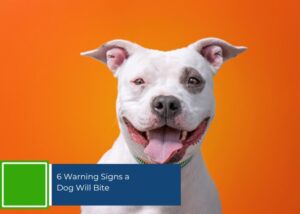 6 Warning Signs a Dog Will Bite